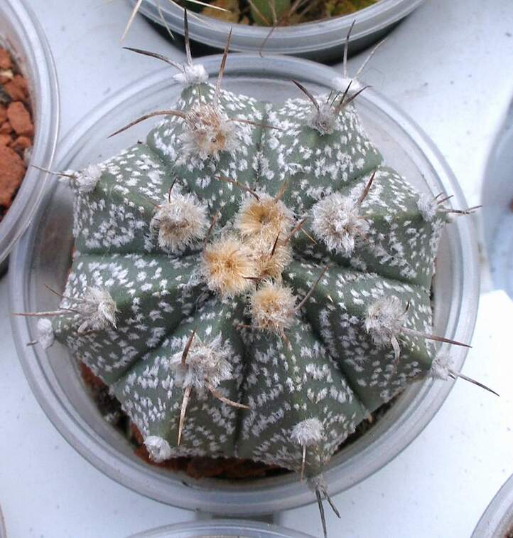 Выставка 23-25.09.2011 на Куликовом поле