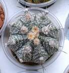 Выставка 23-25.09.2011 на Куликовом поле