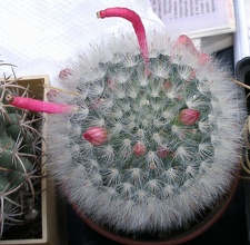 Выставка 23-25.09.2011 на Куликовом поле