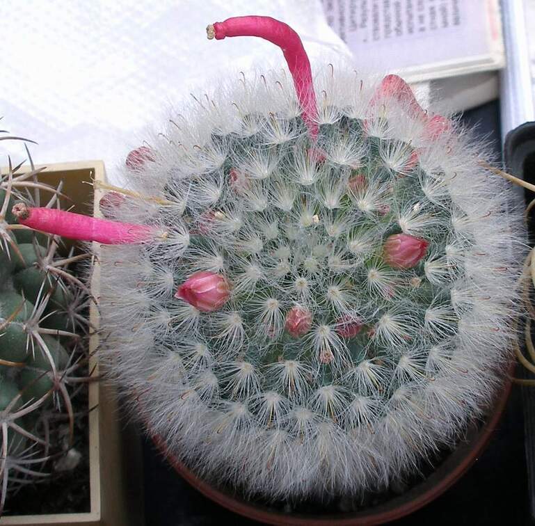 Выставка 23-25.09.2011 на Куликовом поле