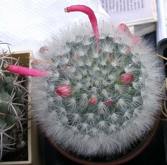 Выставка 23-25.09.2011 на Куликовом поле