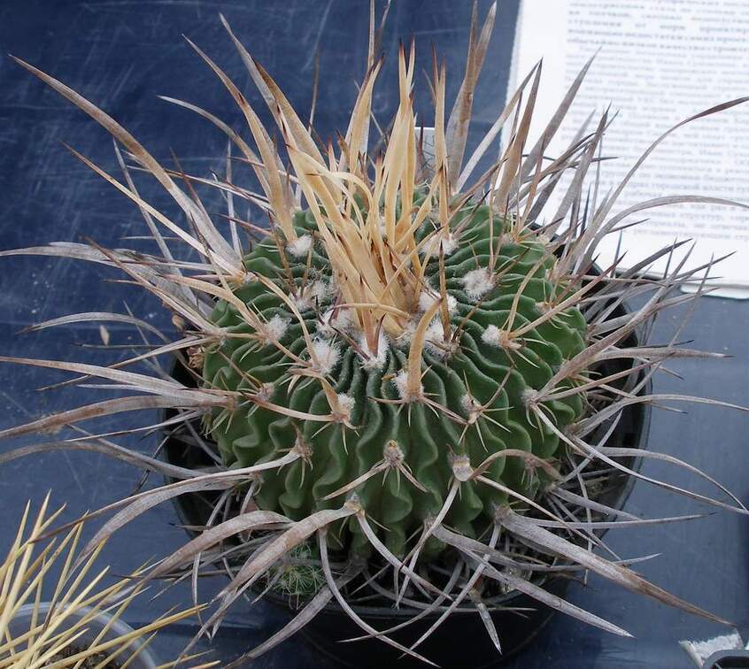 Выставка 23-25.09.2011 на Куликовом поле