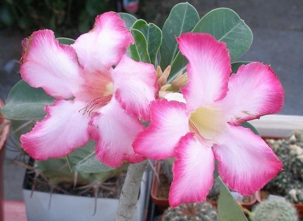 Выставка 23-25.09.2011 на Куликовом поле