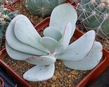 Выставка 23-25.09.2011 на Куликовом поле