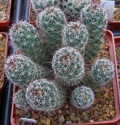 Выставка 23-25.09.2011 на Куликовом поле