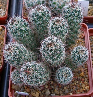 Выставка 23-25.09.2011 на Куликовом поле