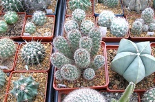 Выставка 23-25.09.2011 на Куликовом поле