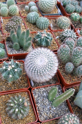 Выставка 23-25.09.2011 на Куликовом поле