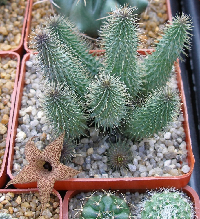 Выставка 23-25.09.2011 на Куликовом поле