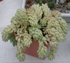 Выставка 23-25.09.2011 на Куликовом поле