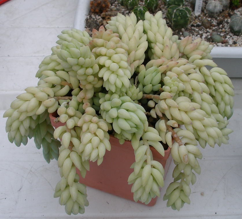 Выставка 23-25.09.2011 на Куликовом поле