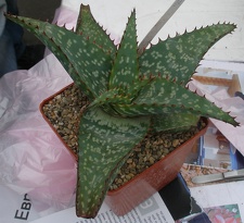 Выставка 23-25.09.2011 на Куликовом поле