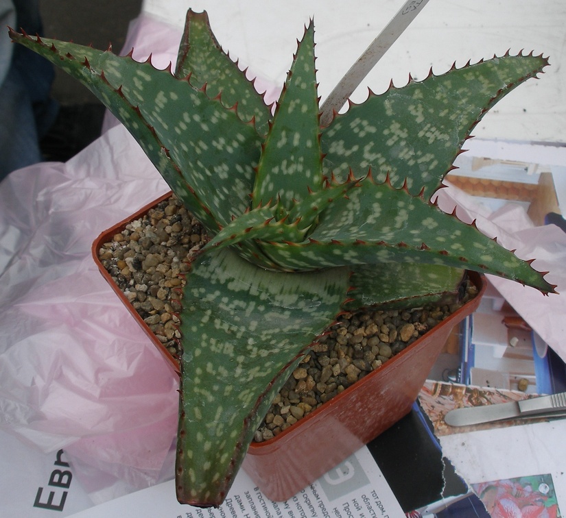 Выставка 23-25.09.2011 на Куликовом поле