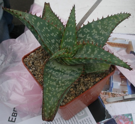 Выставка 23-25.09.2011 на Куликовом поле