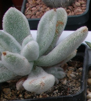 Выставка 23-25.09.2011 на Куликовом поле