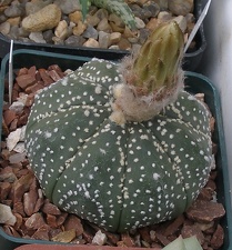 Выставка 23-25.09.2011 на Куликовом поле