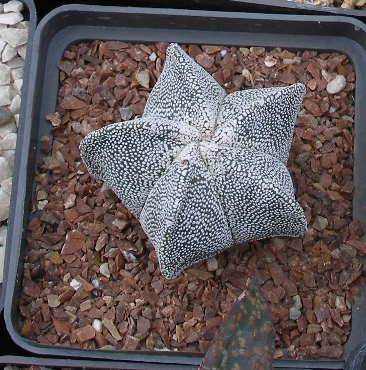 Выставка 23-25.09.2011 на Куликовом поле