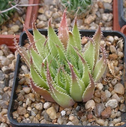 Выставка 23-25.09.2011 на Куликовом поле