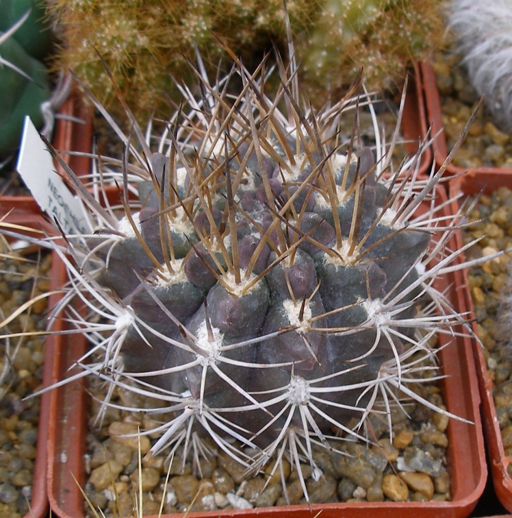 Выставка 23-25.09.2011 на Куликовом поле