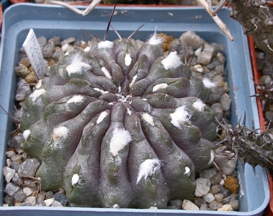 Выставка 23-25.09.2011 на Куликовом поле