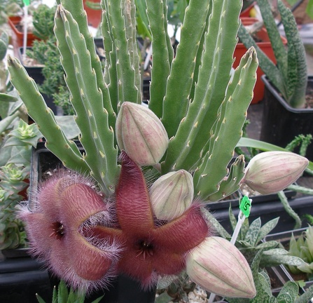 Выставка 23-25.09.2011 на Куликовом поле