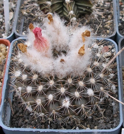 Выставка 23-25.09.2011 на Куликовом поле