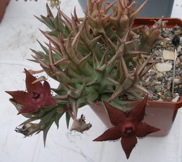 Выставка 23-25.09.2011 на Куликовом поле