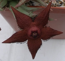 Выставка 23-25.09.2011 на Куликовом поле