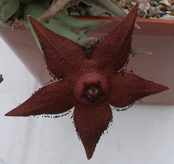 Выставка 23-25.09.2011 на Куликовом поле