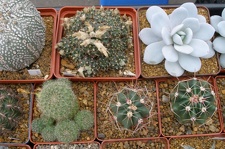 Выставка 23-25.09.2011 на Куликовом поле