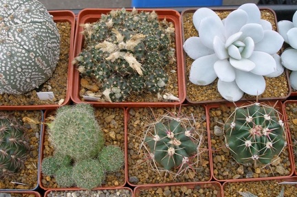 Выставка 23-25.09.2011 на Куликовом поле