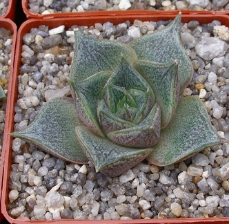 Выставка 23-25.09.2011 на Куликовом поле