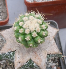 Выставка 23-25.09.2011 на Куликовом поле