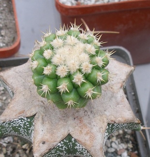 Выставка 23-25.09.2011 на Куликовом поле