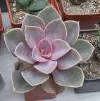 Выставка 23-25.09.2011 на Куликовом поле