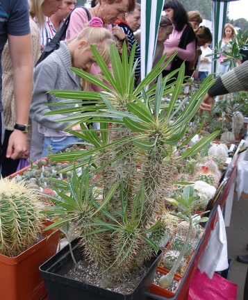 Выставка 23-25.09.2011 на Куликовом поле