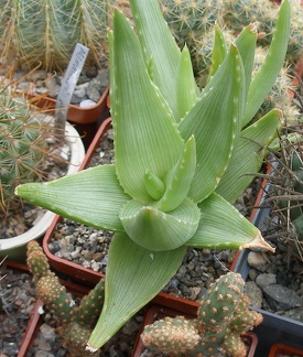 Выставка 23-25.09.2011 на Куликовом поле