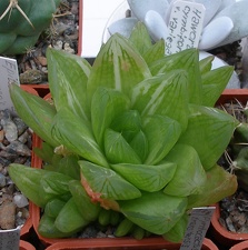 Выставка 23-25.09.2011 на Куликовом поле