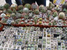 Выставка 23-24 сентября 2006 (Одесса)