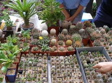 Выставка 23-24 сентября 2006 (Одесса)