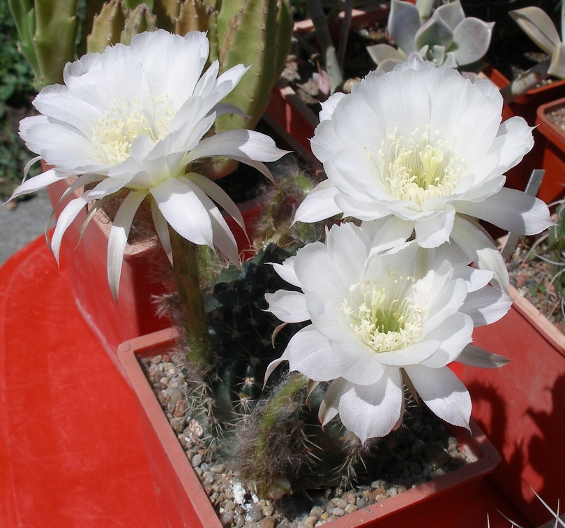 Выставка 25-27.05.2012 на Куликовом поле