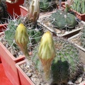 Выставка 25-27.05.2012 на Куликовом поле