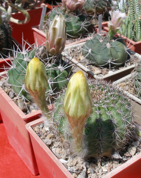 Выставка 25-27.05.2012 на Куликовом поле