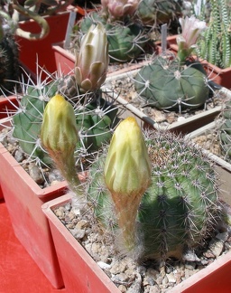 Выставка 25-27.05.2012 на Куликовом поле