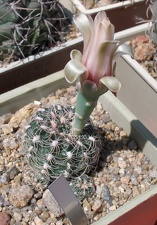 Выставка 25-27.05.2012 на Куликовом поле