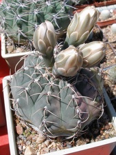 Выставка 25-27.05.2012 на Куликовом поле