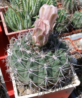 Выставка 25-27.05.2012 на Куликовом поле