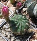 Выставка 25-27.05.2012 на Куликовом поле