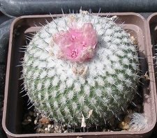 Выставка 25-27.05.2012 на Куликовом поле