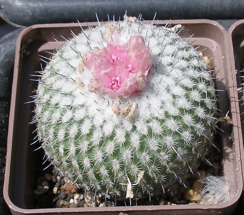 Выставка 25-27.05.2012 на Куликовом поле